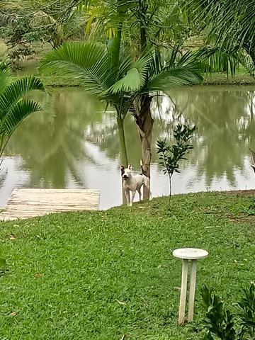 Fazenda Sao Jose - Foto 2