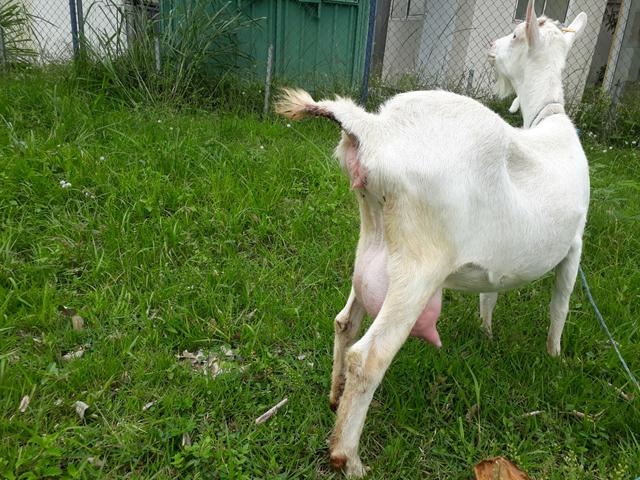 Cabra Saanen Pura e Cabritinho - Foto 2