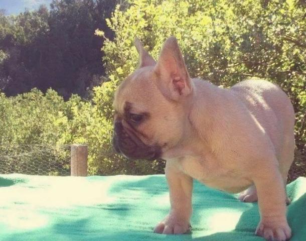 Bulldog Francês todas as cores com garantia total de saúde em contrato