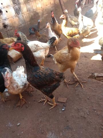 Vendo 33 Cabeças - Foto 2