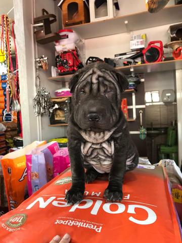Shar pei fêmea - Foto 2
