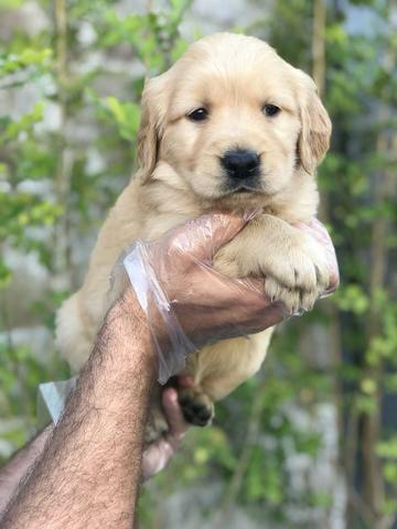 Golden Retriever com pedigree e garantia de saúde, machos e fêmeas disponíveis - Foto 2