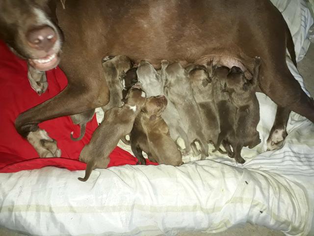 Filhotes pitbull