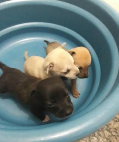 Pinscher bem pequenos valor 100 pinscher com chihuahua