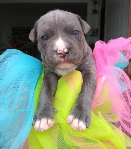 Filhotes american Staffordshire Terrier - Foto 5