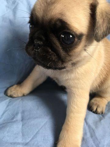 Pug filhotes d pug c pedigree