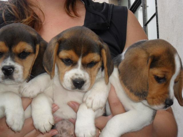 Beagle belissimos