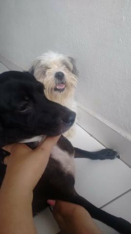 Shih tzu leia a descrição