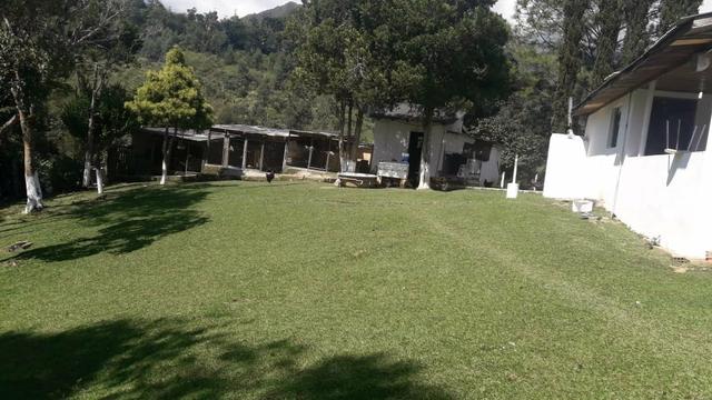 Engorda de Frango Caipira - Foto 2
