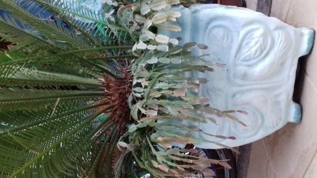 Planta sagu - Foto 4