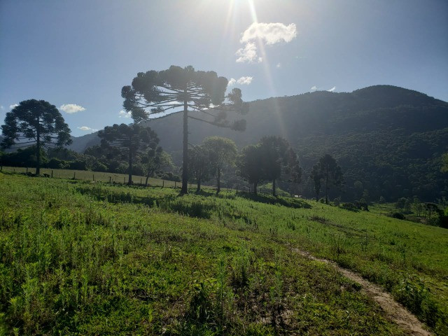 Sítio com Potencial para Investimento - Foto 4