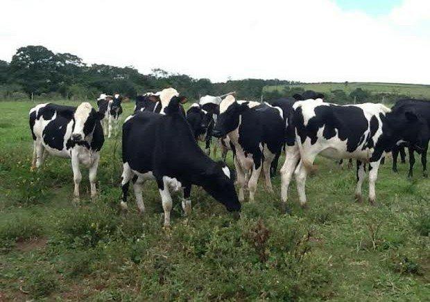Venda de gado leiteiro (Jersey, holandês e jersolando) - Foto 5
