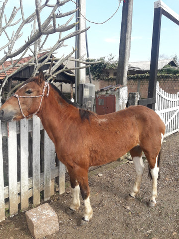 Potranca Mansa e Domada R$2,000 - Foto 3