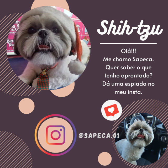 Shih-tzu Macho para Cruzar - Foto 6