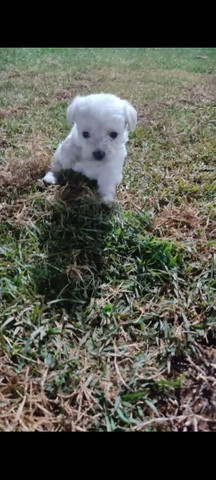 Macho de maltês bolinha de pelo 