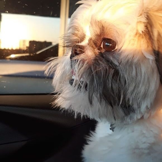 Shih-tzu Macho para Cruzar - Foto 4