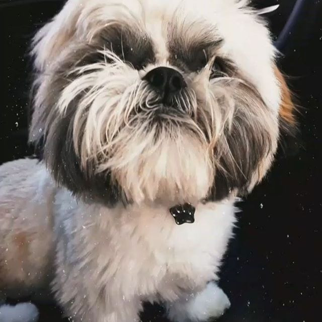 Shih-tzu Macho para Cruzar - Foto 2