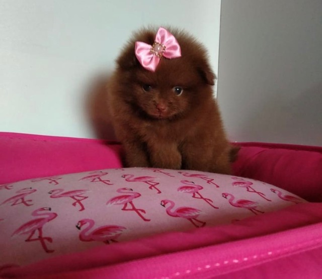 Lulu Spitz alemão anão chocolate fêmeas disponível