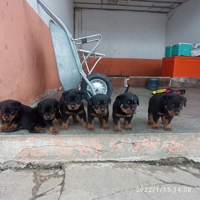 Rottweiler puro