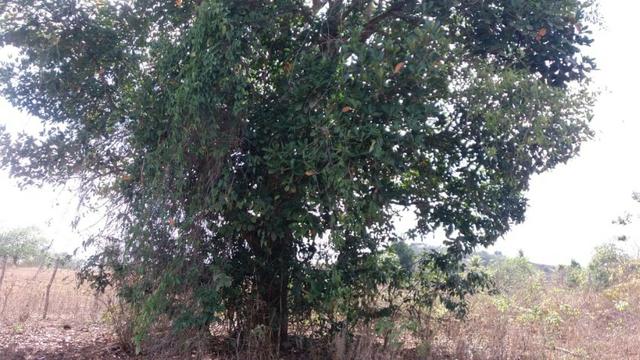 Ótima propriedade, escriturada, de 6 hectares, rica em frutas, em Glória do Goitá-PE - Foto 12