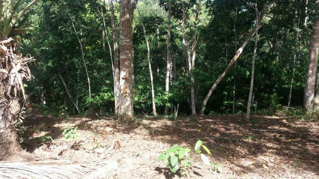 Cidade ilhéus região Japu, Sitio 72 hectares - Foto 13