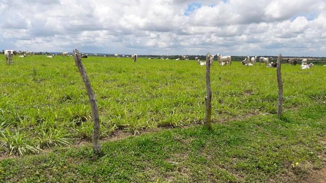 Fazenda com 170 hectares na região de monte alegre - Foto 9
