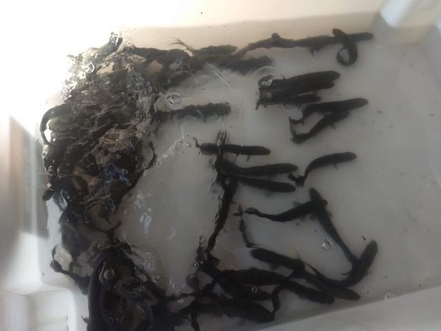 Venda permanente de alevinos de Tambaqui, Matrinxã e Pirarucu - Foto 5