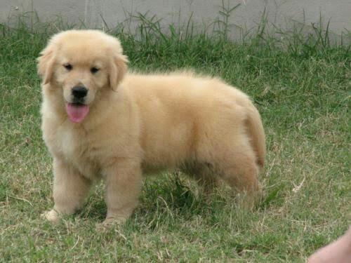 Golden retriever - Foto 6