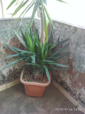Palmeira Yuca