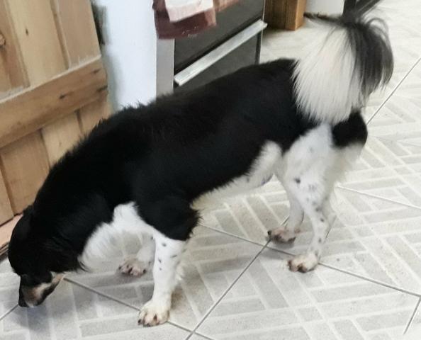 Cãozinho para adoção responsável - Foto 2