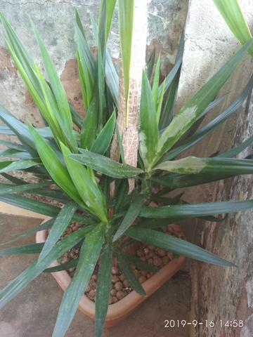 Palmeira Yuca - Foto 4
