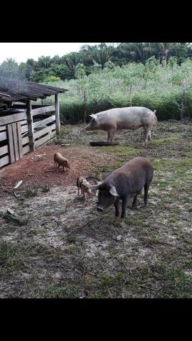 Vendo Fazenda