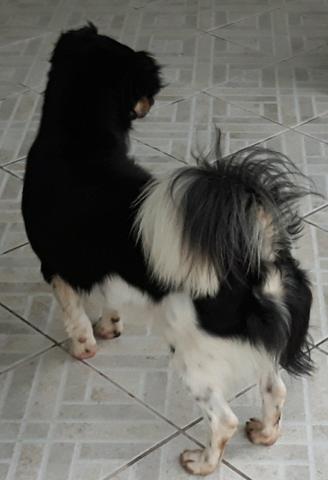 Cãozinho para adoção responsável - Foto 6