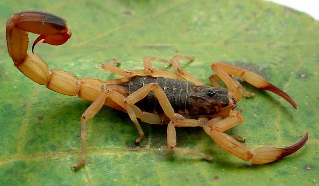 RiberPragas Dedetizadora
