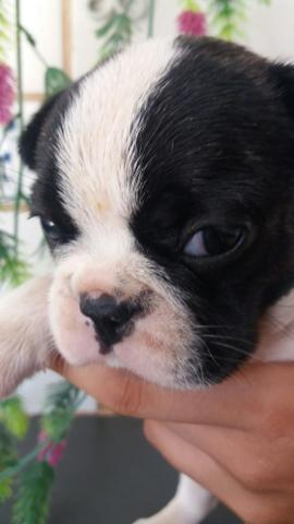 Machinho Bulldog francês - Foto 3