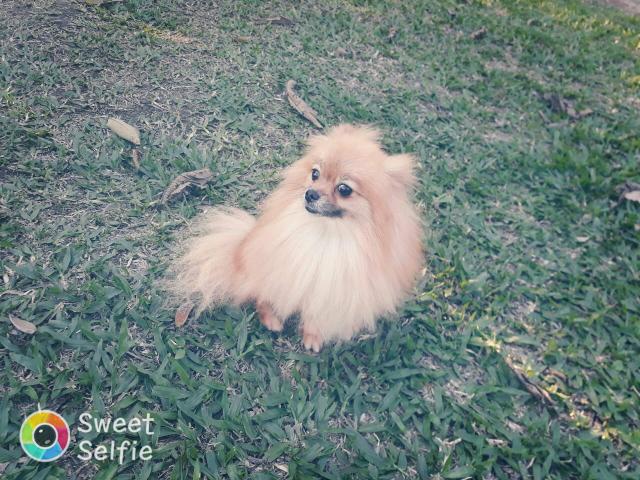 Spitz