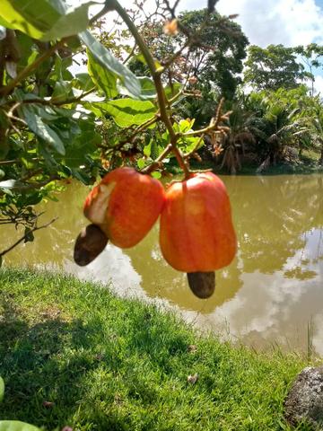Fazenda Sao Jose - Foto 10