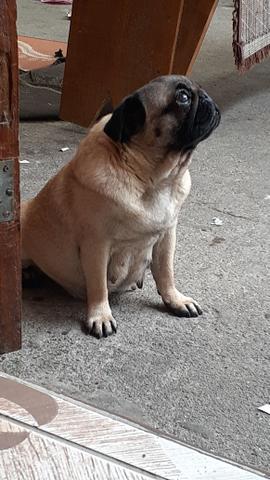 Lindos filhotes de pug reserve ja - Foto 4