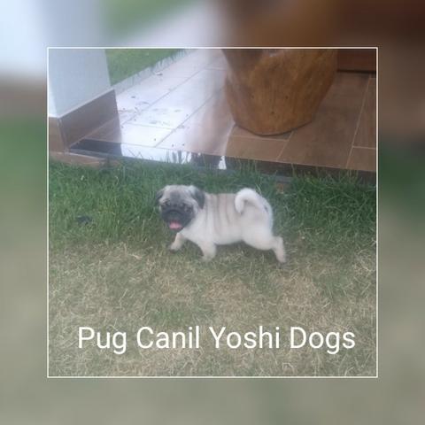 Filhotes de Pug macho e fêmea de pronta entrega - Foto 3