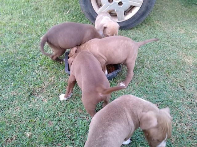 Filhos de Pitbull Monsters