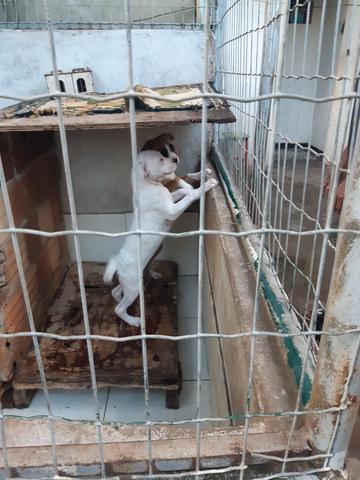Cães box puro - Foto 5