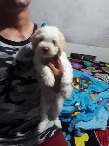 Filhotes poodle watss *