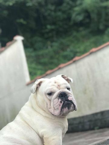 Padreador de Bulldog inglês adulto, ótima genética, pedigree CBKC, 10x - Foto 2