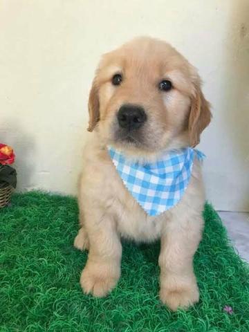 Golden retriever - Foto 4