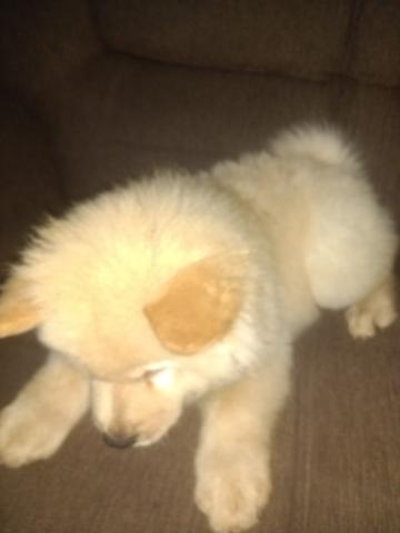 Chow chow - Foto 3