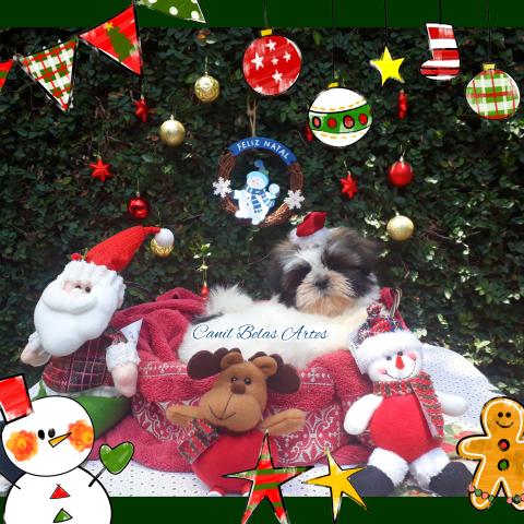 Shih tzu machinho lindíssimo!. filhotes em até 6x sem juros!. Canil Belas Artes!!