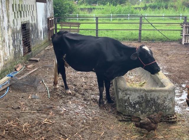 Vaca Girolanda - Foto 4