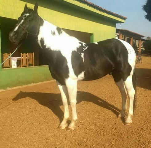 Garanhão Paint Horse