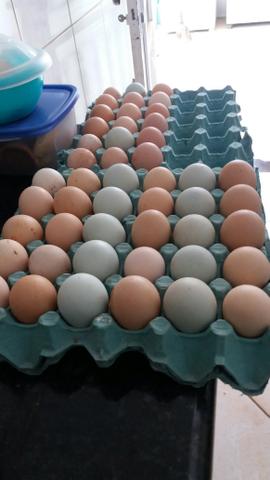 Tenho pra hoje 3 duzias de ovos de indio gigante verdadeiro