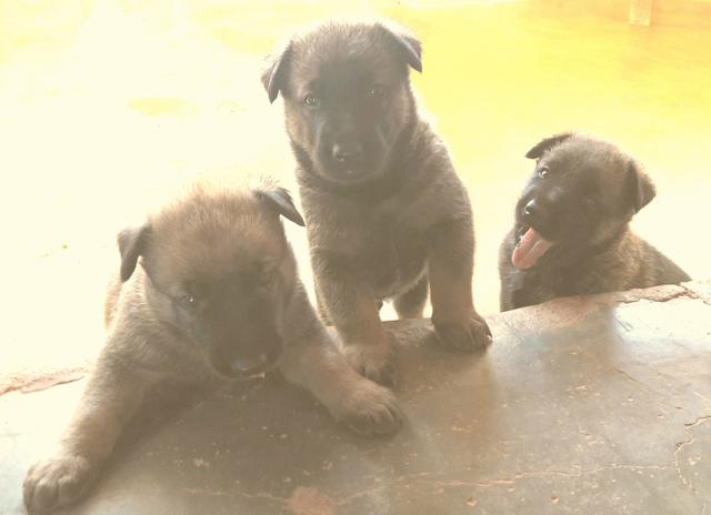 Belga malinois - Foto 6